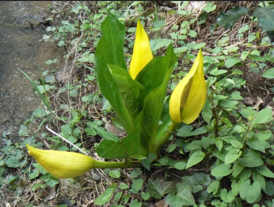 أسوأ 10 روائح أزهار في الطبيعة على الإطلاق! صورة رقم 2