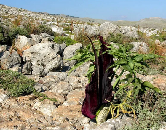 أسوأ 10 روائح أزهار في الطبيعة على الإطلاق! صورة رقم 4