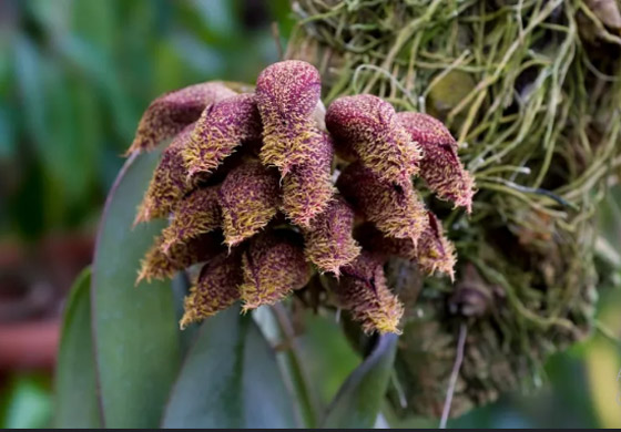 أسوأ 10 روائح أزهار في الطبيعة على الإطلاق! صورة رقم 5