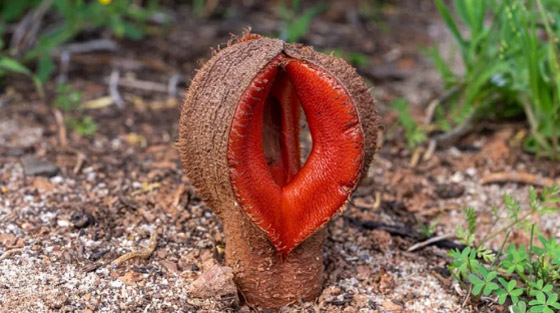 أسوأ 10 روائح أزهار في الطبيعة على الإطلاق! صورة رقم 6