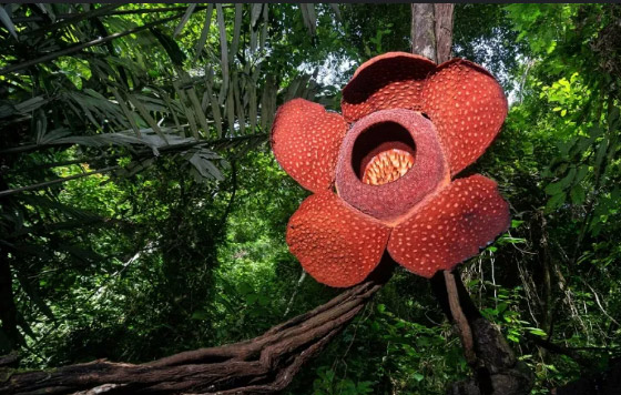 أسوأ 10 روائح أزهار في الطبيعة على الإطلاق! صورة رقم 8