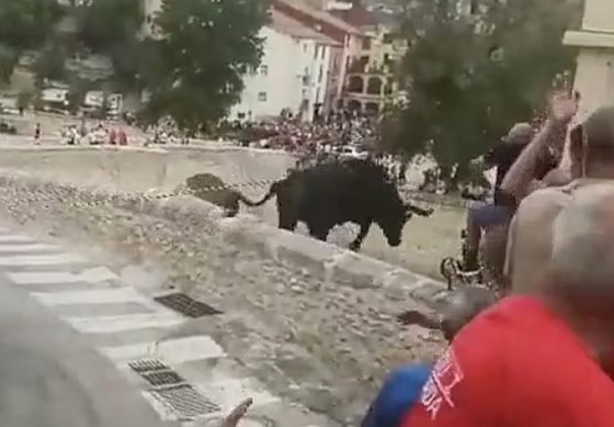 حشود هاربة من ثور هائج.. والحيوان الخائف ينتحر من علو 50 قدما! صورة رقم 5 حشود هاربة من ثور هائج.. والحيوان الخائف ينتحر من علو 50 قدما! صورة رقم 5