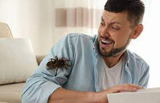 9 حقائق مرعبة عن رهاب العناكب ! صورة رقم 6