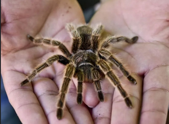 9 حقائق مرعبة عن رهاب العناكب ! صورة رقم 8