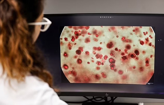 علماء ينتجون أول شريحة سمك في المختبر صورة رقم 4