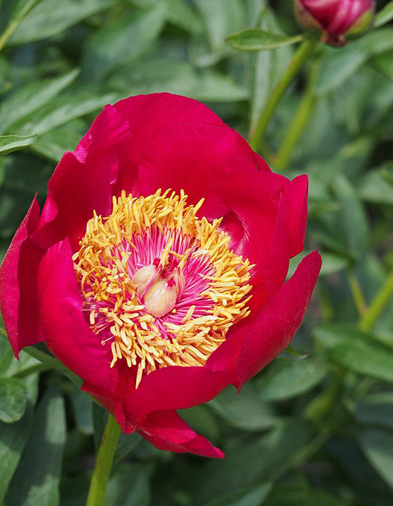 مهدئة للأعصاب ومعالجة للأمراض.. 6 فوائد مدهشة لعشبة عود الصليب صورة رقم 6 مهدئة للأعصاب ومعالجة للأمراض.. 6 فوائد مدهشة لعشبة عود الصليب صورة رقم 6