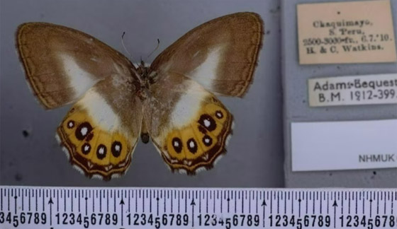 إطلاق اسم شرير 