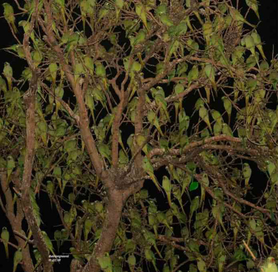 إذا وجدت ورقة الشجر وسط الببغاوات في 5 ثوان.. فلديك عيون النسر! صورة رقم 1 إذا وجدت ورقة الشجر وسط الببغاوات في 5 ثوان.. فلديك عيون النسر! صورة رقم 1