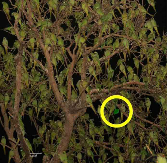 إذا وجدت ورقة الشجر وسط الببغاوات في 5 ثوان.. فلديك عيون النسر! صورة رقم 2 إذا وجدت ورقة الشجر وسط الببغاوات في 5 ثوان.. فلديك عيون النسر! صورة رقم 2