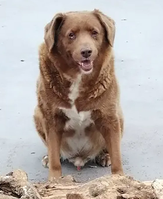 تراجع بصره وضعفت قدراته.. أكبر كلب بالعالم يحتفل بعيد ميلاده صورة رقم 3