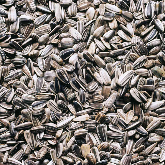 ثمنه رخيص وأثره مذهل.. بذور عباد الشمس تحارب هذه المشكلة الصحية صورة رقم 4