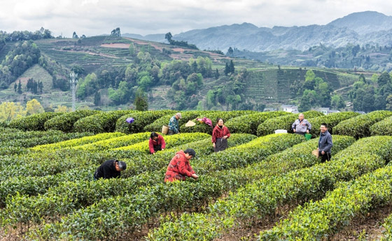 صور: زوروا أجمل 3 وجهات سياحية آسيوية للاستمتاع بمذاق الشاي صورة رقم 2 صور: زوروا أجمل 3 وجهات سياحية آسيوية للاستمتاع بمذاق الشاي صورة رقم 2