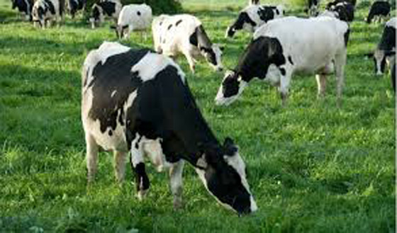 رغم قيمتها كثروة لا مثيل لها.. أبقار فرنسا تهدد الكوكب صورة رقم 6