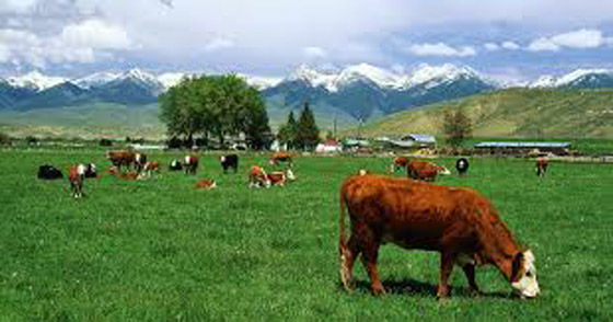 رغم قيمتها كثروة لا مثيل لها.. أبقار فرنسا تهدد الكوكب صورة رقم 7