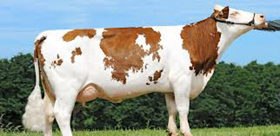 رغم قيمتها كثروة لا مثيل لها.. أبقار فرنسا تهدد الكوكب صورة رقم 8