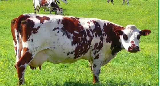 رغم قيمتها كثروة لا مثيل لها.. أبقار فرنسا تهدد الكوكب صورة رقم 9