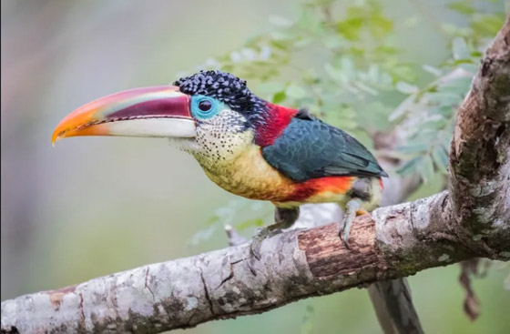 10 من أغرب الطيور التي تعرفها من قبل! صورة رقم 1 10 من أغرب الطيور التي تعرفها من قبل! صورة رقم 1