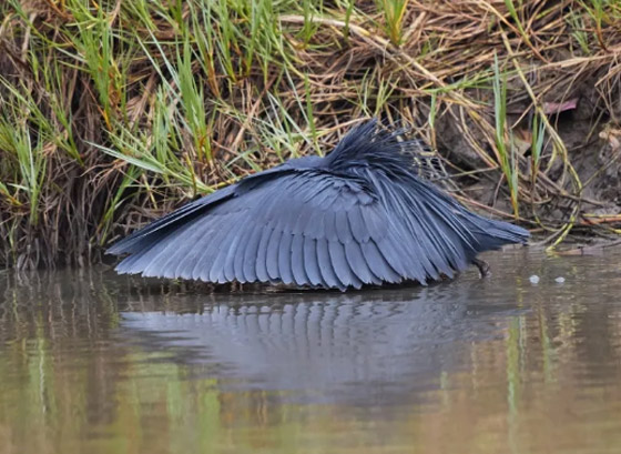 10 من أغرب الطيور التي تعرفها من قبل! صورة رقم 10 10 من أغرب الطيور التي تعرفها من قبل! صورة رقم 10