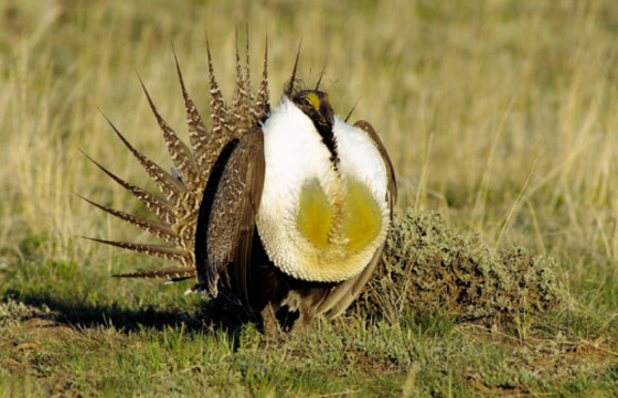 10 من أغرب الطيور التي تعرفها من قبل! صورة رقم 2 10 من أغرب الطيور التي تعرفها من قبل! صورة رقم 2