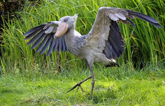 10 من أغرب الطيور التي تعرفها من قبل! صورة رقم 3 10 من أغرب الطيور التي تعرفها من قبل! صورة رقم 3