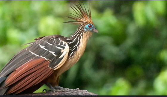 10 من أغرب الطيور التي تعرفها من قبل! صورة رقم 5 10 من أغرب الطيور التي تعرفها من قبل! صورة رقم 5