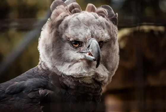 10 من أغرب الطيور التي تعرفها من قبل! صورة رقم 6 10 من أغرب الطيور التي تعرفها من قبل! صورة رقم 6