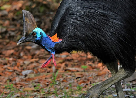 10 من أغرب الطيور التي تعرفها من قبل! صورة رقم 7 10 من أغرب الطيور التي تعرفها من قبل! صورة رقم 7