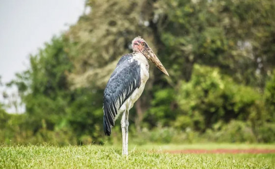 10 من أغرب الطيور التي تعرفها من قبل! صورة رقم 8 10 من أغرب الطيور التي تعرفها من قبل! صورة رقم 8