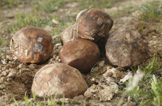 مشروم سعره 2000 دولار!.. إليكم أغلى أنواع الأطعمة حول العالم صورة رقم 2