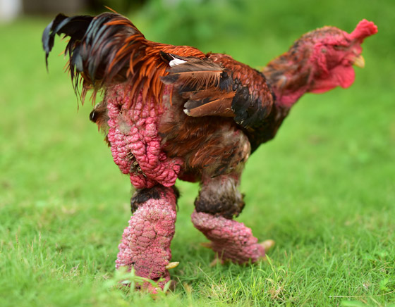 مشروم سعره 2000 دولار!.. إليكم أغلى أنواع الأطعمة حول العالم صورة رقم 3