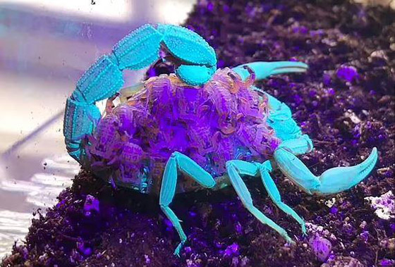 لماذا تتوهج العقارب في الظلام ؟ صورة رقم 2