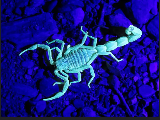 لماذا تتوهج العقارب في الظلام ؟ صورة رقم 6