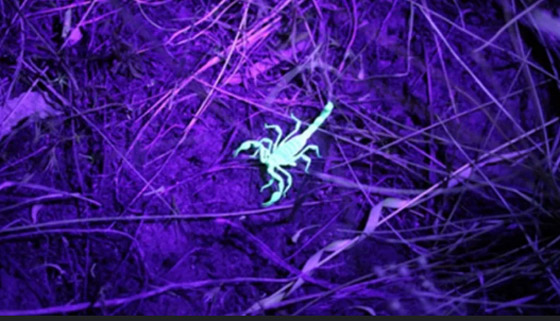 لماذا تتوهج العقارب في الظلام ؟ صورة رقم 7