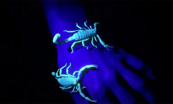 لماذا تتوهج العقارب في الظلام ؟ صورة رقم 8