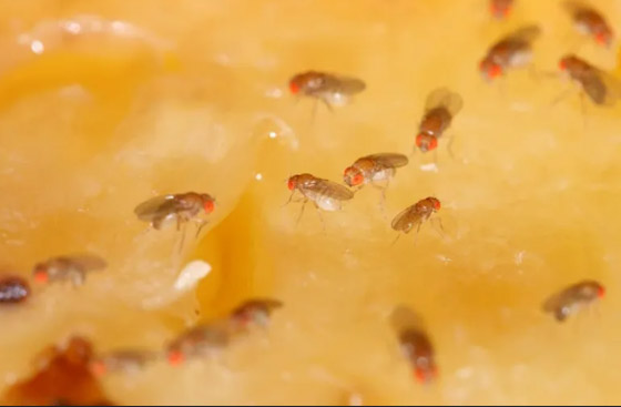 7 حيوانات يمكنها النجاة من آثار القنبلة النووية ! صورة رقم 4 7 حيوانات يمكنها النجاة من آثار القنبلة النووية ! صورة رقم 4