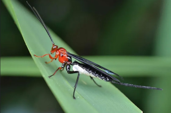 7 حيوانات يمكنها النجاة من آثار القنبلة النووية ! صورة رقم 5 7 حيوانات يمكنها النجاة من آثار القنبلة النووية ! صورة رقم 5