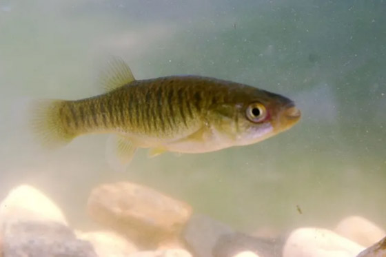 7 حيوانات يمكنها النجاة من آثار القنبلة النووية ! صورة رقم 7 7 حيوانات يمكنها النجاة من آثار القنبلة النووية ! صورة رقم 7