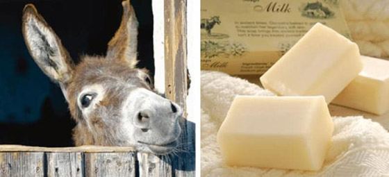 أغرب أنواع الجبن: بعضها يأتي من حليب الحمير والآخر يقدم مع الدود صورة رقم 3