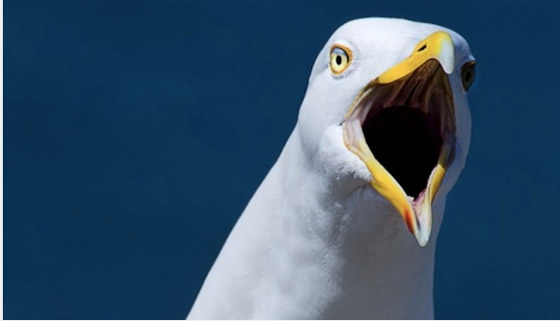 نورس يلتهم أذن رجل بعد شجار غريب في اسطنبول صورة رقم 3