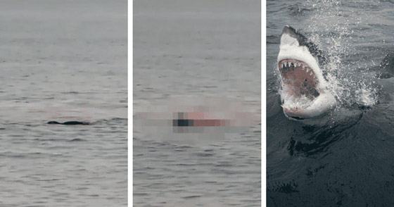 فيديو: السلطات المصرية تصطاد القرش القاتل الذي هاجم السائح الروسي صورة رقم 3