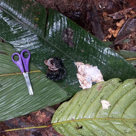 معجزة: العثور على أطفال تاهوا بالأدغال نحو 40 يوما بعد تحطم طائرة! صورة رقم 9