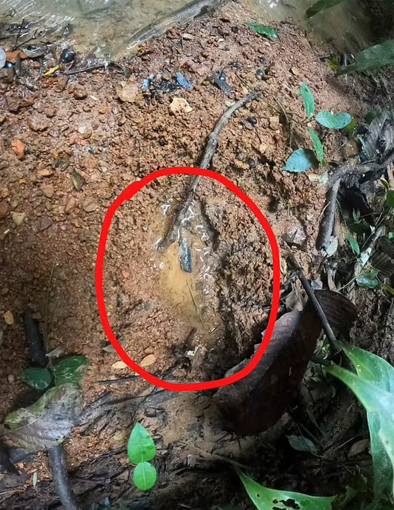 معجزة: العثور على أطفال تاهوا بالأدغال نحو 40 يوما بعد تحطم طائرة! صورة رقم 13