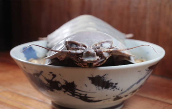 صور.. مطعم تايواني يقدم أطباقه مع مخلوق بحري مخيف صورة رقم 1