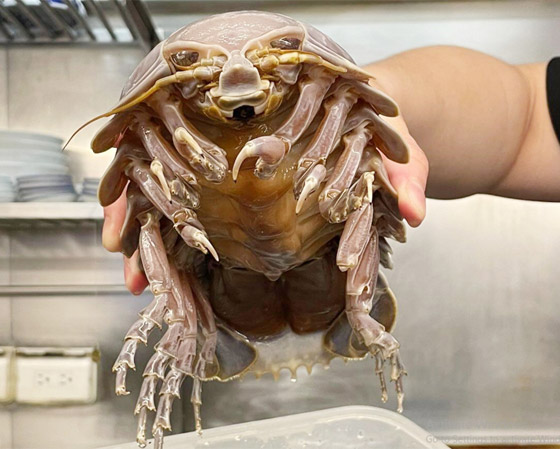 صور.. مطعم تايواني يقدم أطباقه مع مخلوق بحري مخيف صورة رقم 2