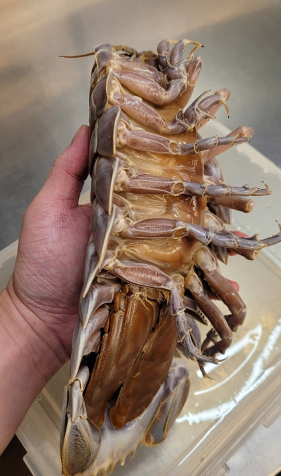 صور.. مطعم تايواني يقدم أطباقه مع مخلوق بحري مخيف صورة رقم 5