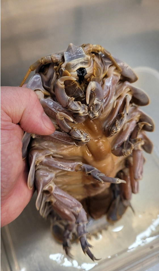 صور.. مطعم تايواني يقدم أطباقه مع مخلوق بحري مخيف صورة رقم 7