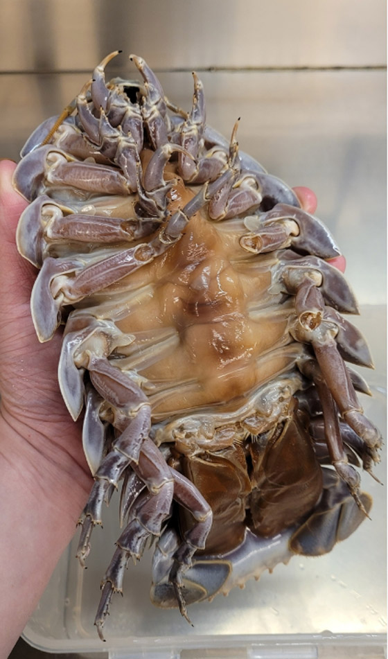 صور.. مطعم تايواني يقدم أطباقه مع مخلوق بحري مخيف صورة رقم 8