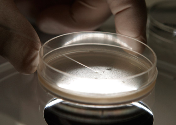 اختراق علمي مذهل وخوف على البشر: أجنة بشرية اصطناعية تثير الجدل! صورة رقم 5