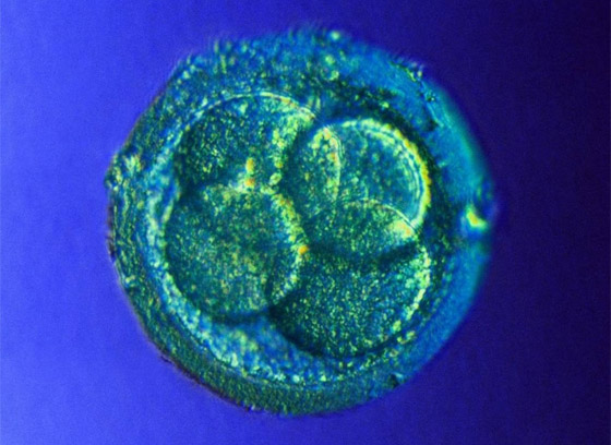 اختراق علمي مذهل وخوف على البشر: أجنة بشرية اصطناعية تثير الجدل! صورة رقم 1