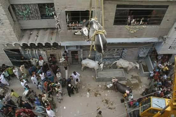 الباكستان: إنزال أبقار من سطوح المنازل بواسطة رافعات قبل عيد الأضحى.. فيديو صورة رقم 2